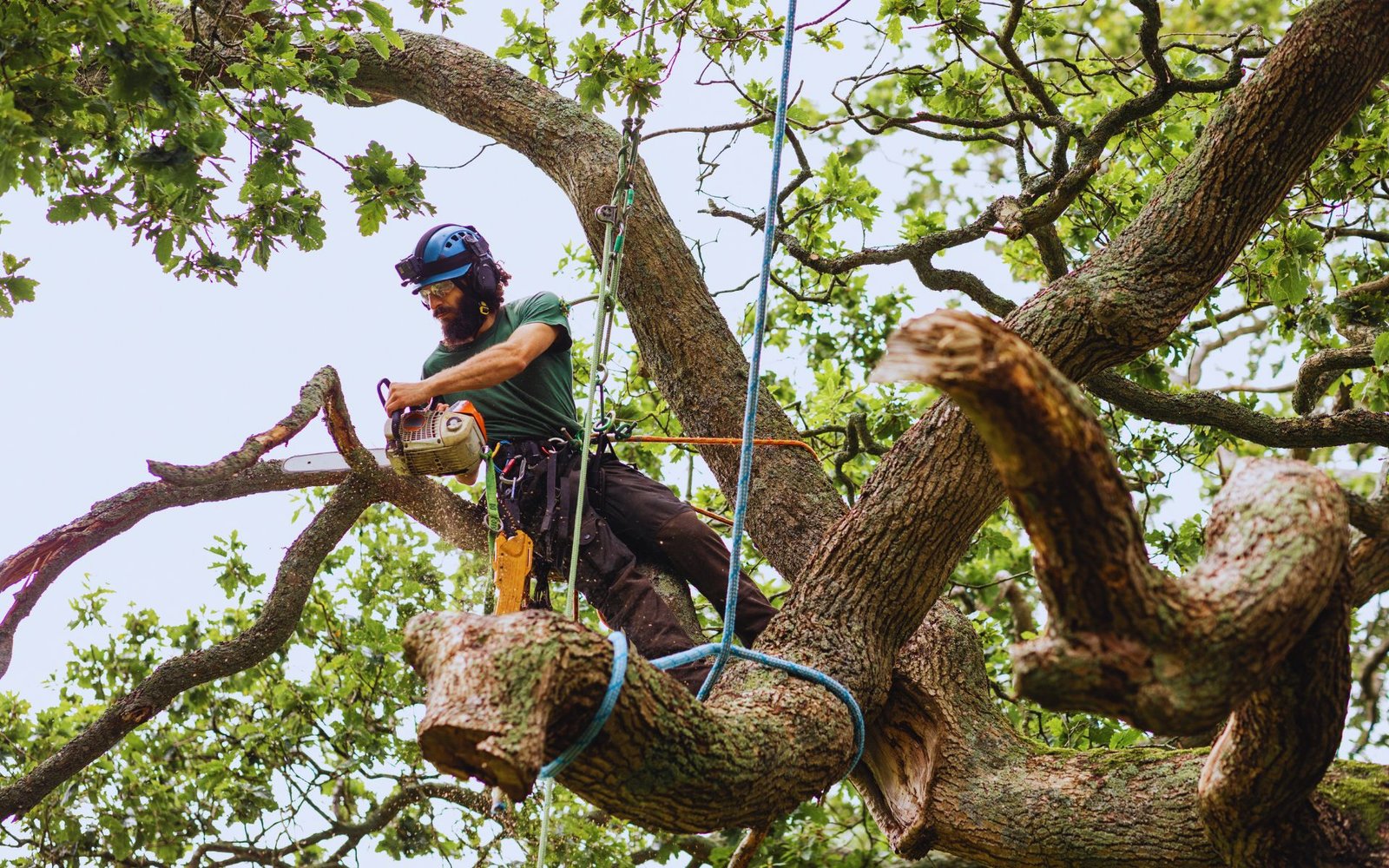 Tree Removal (2)