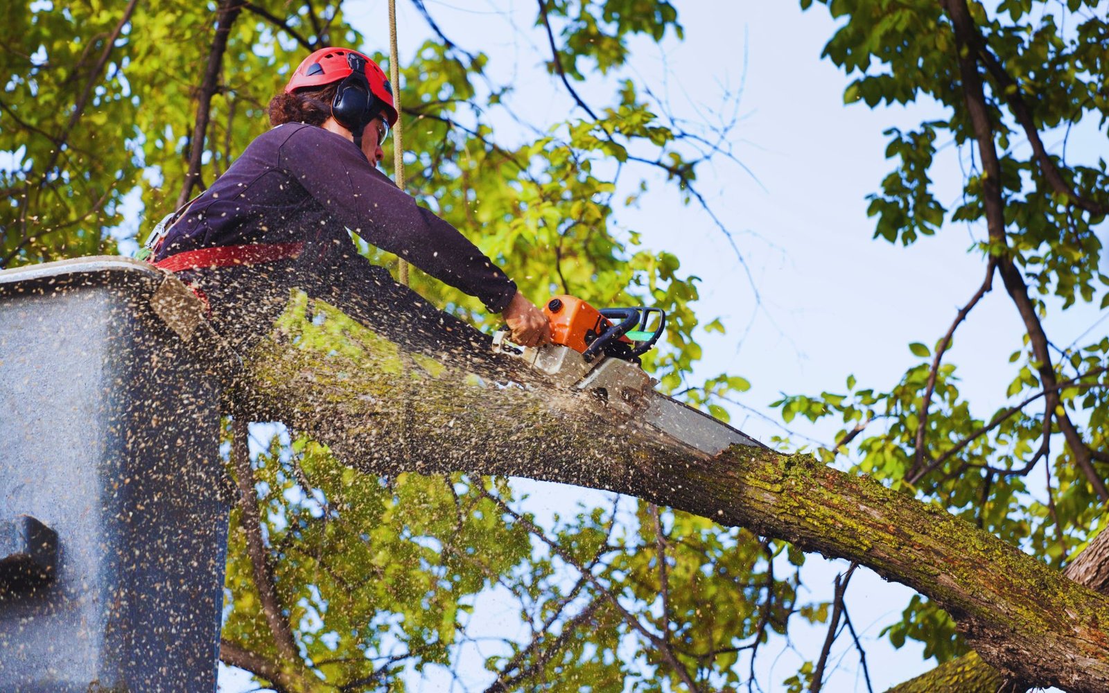 Tree Removal (3)