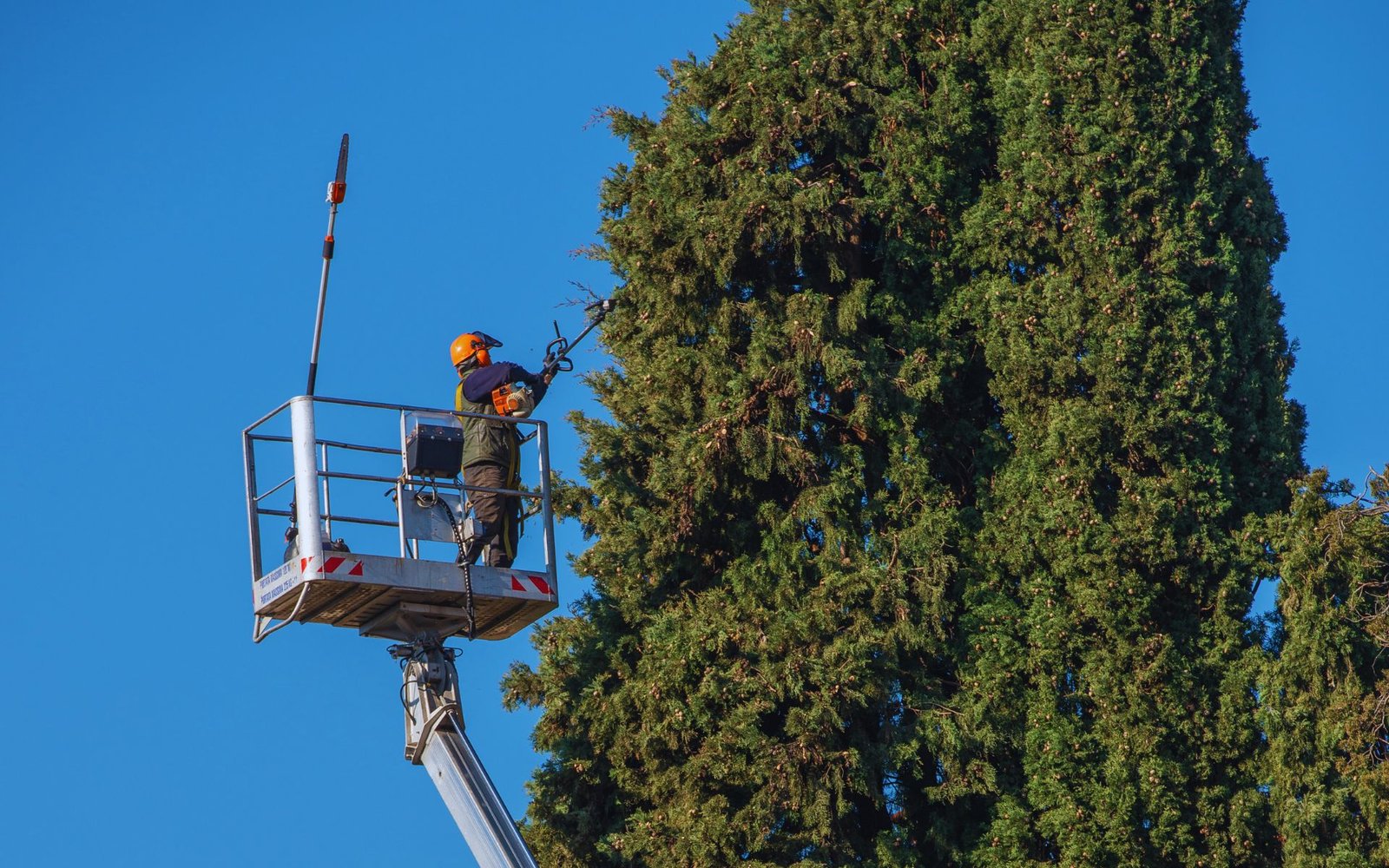 Tree Removal (5)