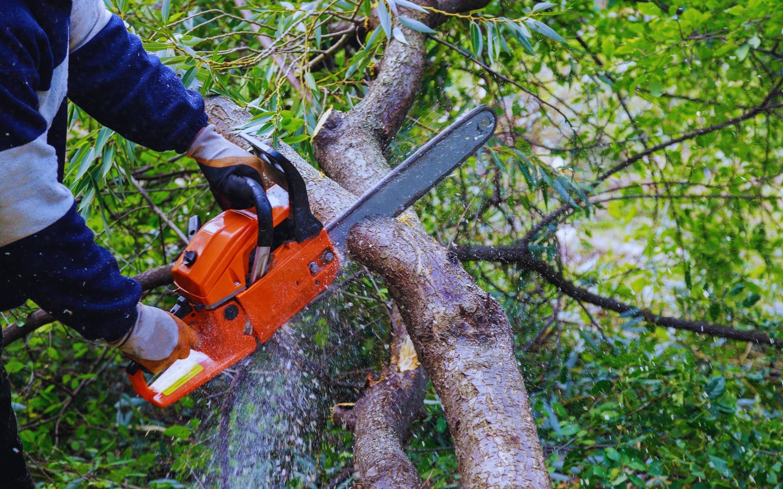 Tree Removal (6)