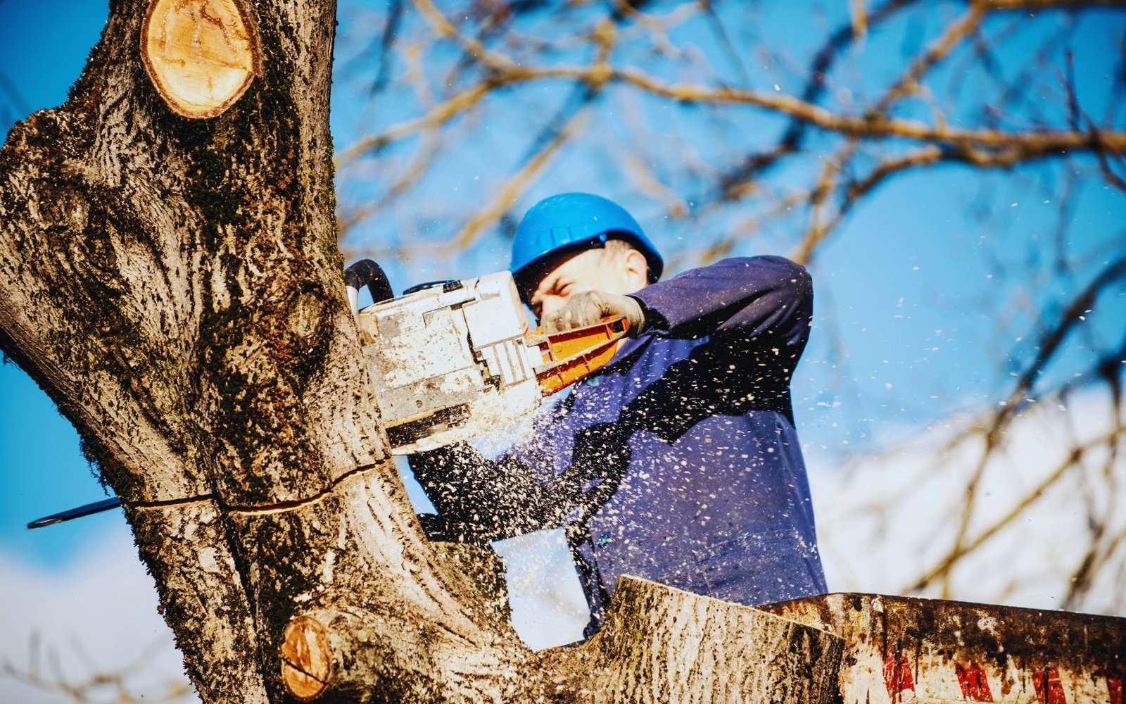 Tree Removal (8)