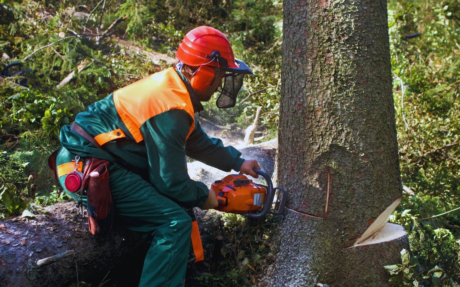 Tree Removal